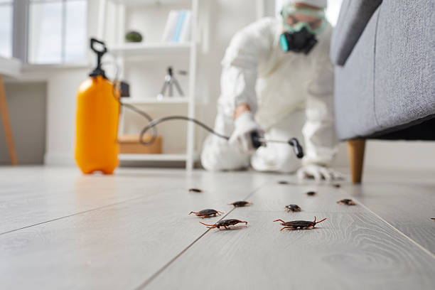 Post-Treatment Bed Bug Interceptor Monitoring in Hazel Dell